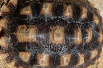 pattern of hard tortoiseshell, closeup image of turtle animal