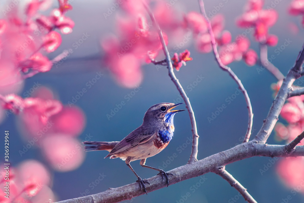 beautiful little Bluethroat bird with blue throat sits on a blooming rose Bush and sings in the may Sunny garden - obrazy, fototapety, plakaty 