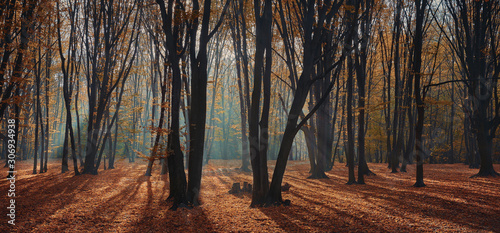 Cuadros en Lienzo morning autumn forest with sunrise light beams
