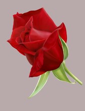 A Dark Red Rose, Digital Hand Draw And Paint, Isolate Image.