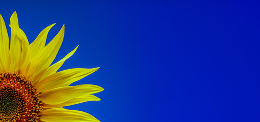 sunflower close-up. one yellow flower isolated on a blue background. sunflowers are used in a food i