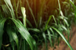 Sorghum × drummondii or sudan grass plantation