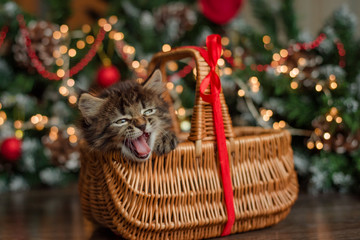 cute fluffy brown kitten in a wicker basket yawns under the Christmas tree