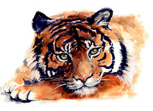 Watercolor Cute Tiger On The White Background