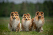 Portrait of three shetland sheepdogs