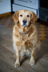 Wall Mural - portrait of golden retriever dog