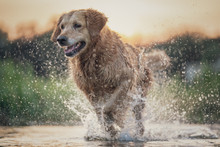 Dog Running In The Water