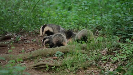 Wall Mural - european badger, meles meles, den