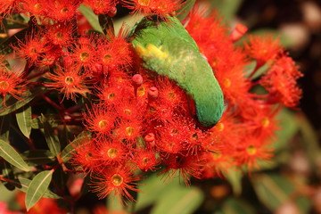 Poster - musk lorikeet