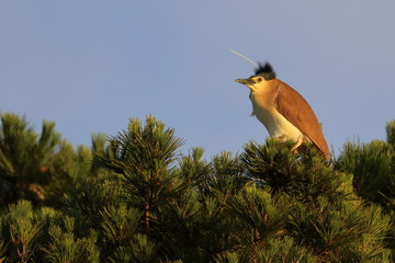 Wall Mural - nankeen night heron