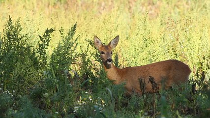 Wall Mural - european roe deer, capreolus capreolus, czech republic