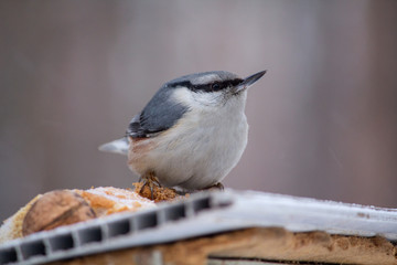 Nuthatch sits on a manger in a winter park. Birds