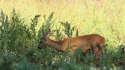 Wall Mural - european roe deer, capreolus capreolus, czech republic