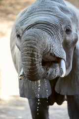 Elephant in Mana Pools National Park, Zimbabwe