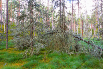 Old lichens covered trees in the forest