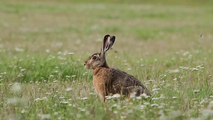 Wall Mural - european hare, lepus europaeus, czech republic, nature
