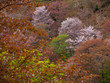 Wide aerial view of blooming Sakura trees among Hazakura, or cherry blossom trees with leaves. Naka-Senbon, Mount Yoshino, Nara, Japan. Travel and spring Hanami season.