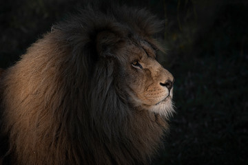 Poster - Close up portrait of the head of a lion. It is in the shadows and is lit by the rays from the sun creating a beautiful lighting effect