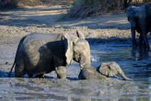 Baby Elephant Blocked In The Mud, Helped By The Mother In Mana Pools National Park, Zimbabwe