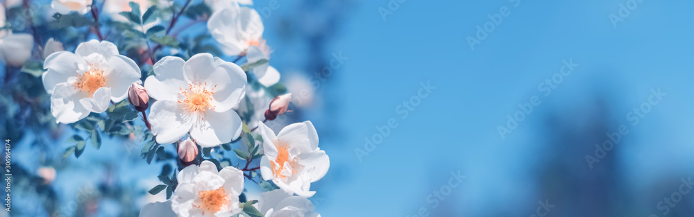 Beautiful spring border, blooming rose bush on a blue background. Flowering rose hips against the blue sky. Soft selective focus - obrazy, fototapety, plakaty 