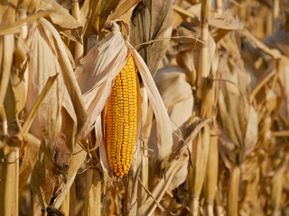 Corn crop ready for harvest