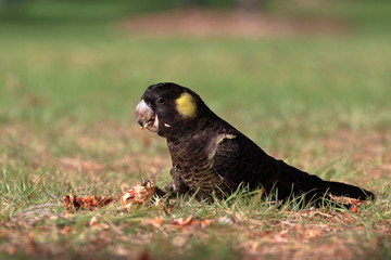 Poster - yellow tailed black cockatoo