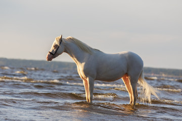 A beautiful white horse with long mane stands in the water near the seashore