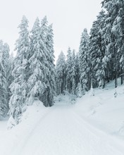 Vertical Shot Of The Snow Covered Pine Trees On A Hill Completely Covered With Snow