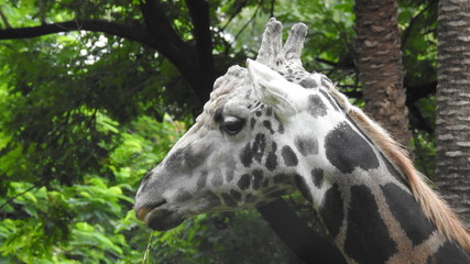 Close-up of a giraffe in front of some green trees, looking at the camera as if to say You looking at me? With space for text.