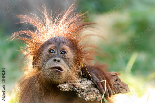 Cuadros en Lienzo Orang-Utan baby playing with a stick