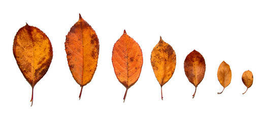 autumn leaves on white background. harvesting pictures for designers. autumn theme