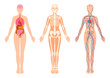 Human body internal organs, skeleton, skeletal bones, circulatory cardiovascular system. 