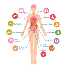 Diagram Of The Major Human Body Internal Organs. Visual, Teaching Aid, Study Guide. Inside Anatomical Structure.