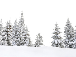 Wall Mural - fir trees covered snow in winter spruce forest on white background with space for text