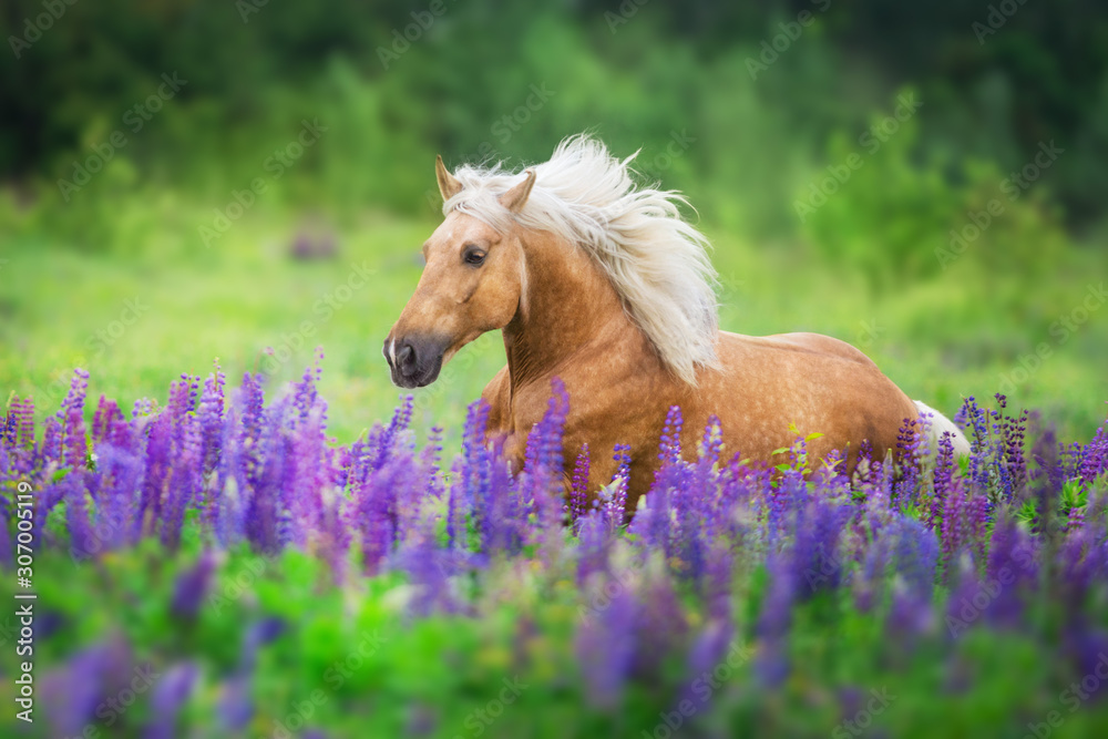 Palomino horse run with long mane in lupine flowers at sunset - obrazy, fototapety, plakaty 