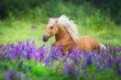 Palomino horse run with long mane in lupine flowers at sunset