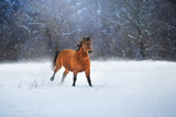 Fototapeta Konie - Bay horse run in snow