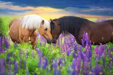 Palomino And Bay Horse With Long Mane In Lupine Flowers At Sunset