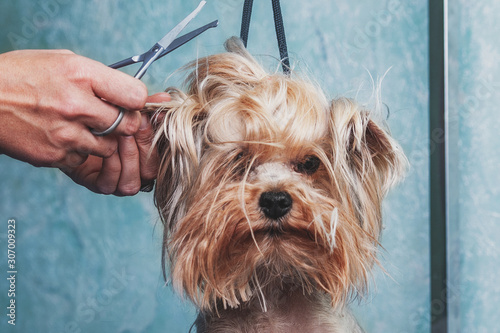 Fotografía woman hand Grooming Yorkshire terrier dog