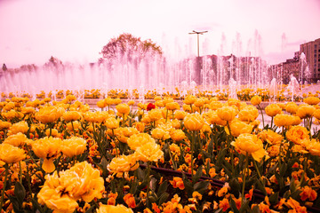 field of yellow tulips