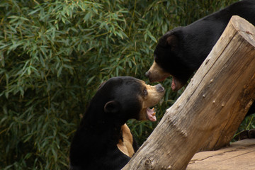 Wall Mural - bear in zoo