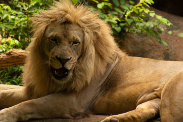 Wall Mural - portrait of a lion