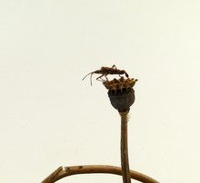 American Pine Bug On Dry Poppy Seed Capsule