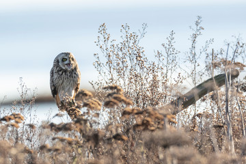 short eared owl