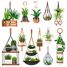 House Plants In Hanging Macrame Pots, Isolated On White Background. Vector Flat Illustration Of Green Potted Houseplants