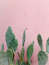 Cactus In The Desert On Pink Wall