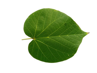 Green leaf or green leaves on white background. Hibiscus tiliaceus leaf Isolated on white background.