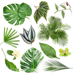 Set of green tropical leaves on white background