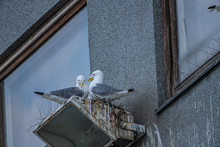 A Pair Of Seagulls Trying To Make A Nest Despite Of Bird Deterrent Spikes