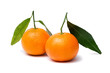 two mandarin clementine with leafs on a white background